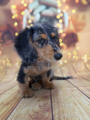 Carousel Image