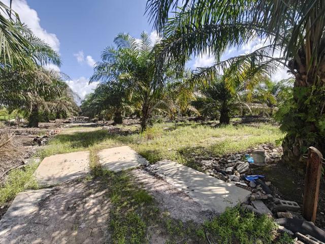 Pekan Nanas Palm Land Freehold 6acres @ Bukit Panjang 1