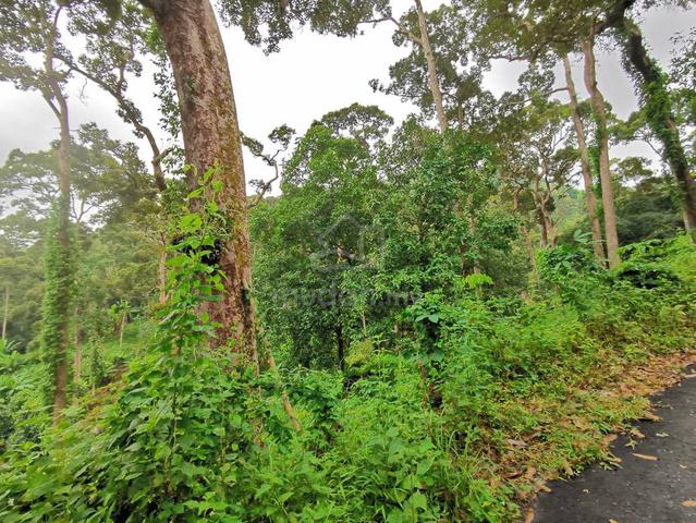 16 Acres Durian Old Tree Farm Bukit Relau Balik Pulau 1