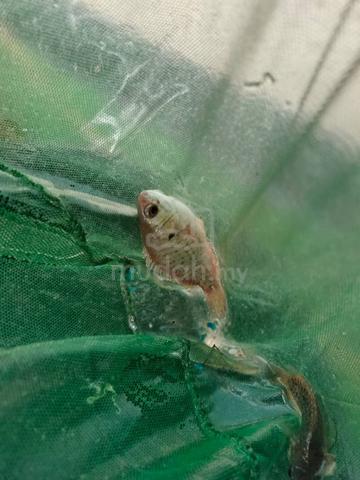 Carousel Image