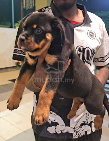 Rottweiler - photo 2 of 6
