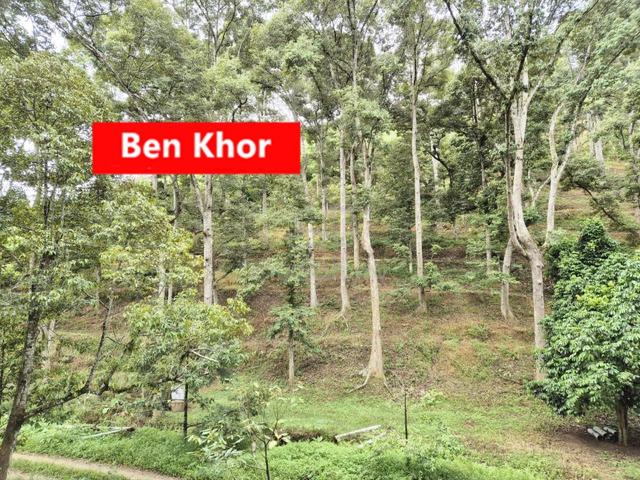 4.7Acres | Old Tree Durian Farm | Lenggong | PERAK 2
