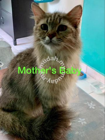 Siberian Maincoon - Pets for sale in Kota Kinabalu, Sabah