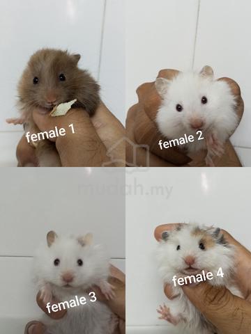 Harga fashion hamster syrian long hair