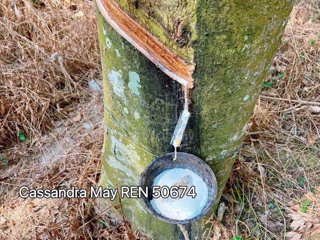 Freehold Lendu Alor Gajah Rubber Trees Agricultural Land For Sale 1