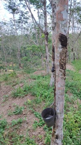 Kuala Lipis Rubber Land For Sale 1