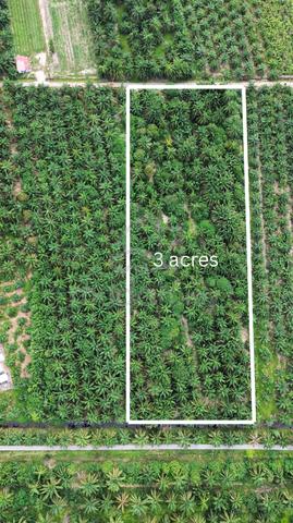 TANAH SAWIT UNTUK DIJUAL 3acres 🔥 Sungai Besar, Selangor 1