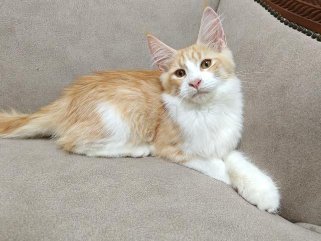 Mainecoon Kitten for Rehome - photo 2 of 2