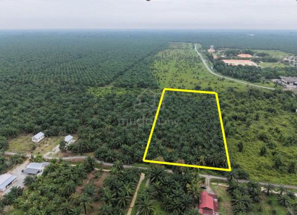 Bagan Terap,2.78 acre land for sale, near with school 1