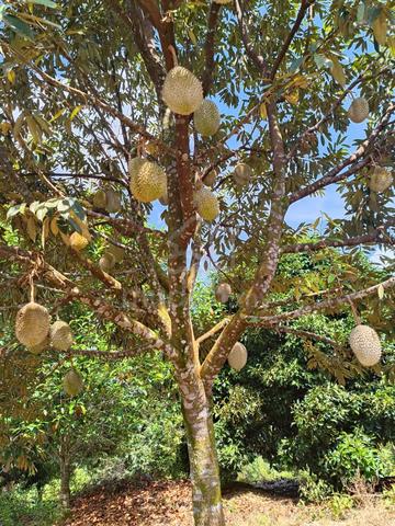 matured musang king black thorn farm tupai king 1