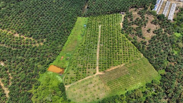 KULAI 11.2 ACRES FREEHOLD 100-120 TREES Agriculture Land FOR SALE 1