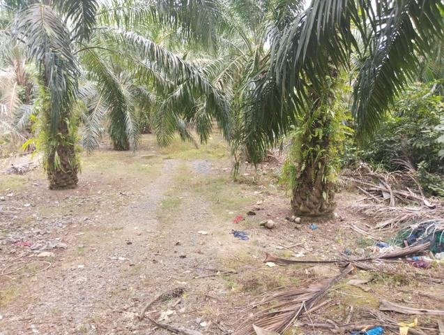5 Ekar Tanah Pokok Sawit Kg Bangas Mukim Sermin Segamat Johor 1