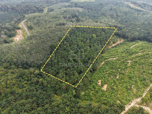 Kebun Sawit 6.6 Ekar Ulu Kerut Maran Pahang 1
