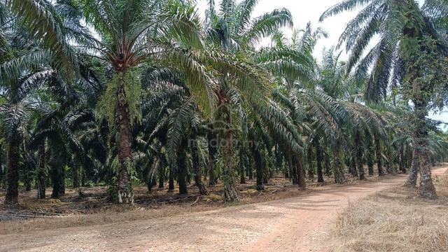 Ladang Sawit untuk dijual, Batu Kurau, Perak, Tepi Jalan Utama 1