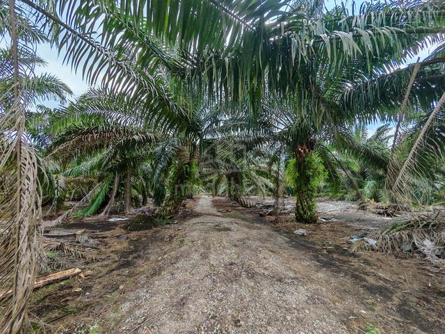 Pontian Agricultural Land For Sale 1