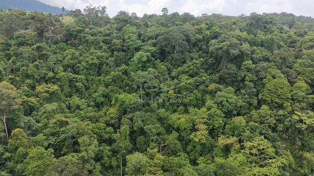 Tanah Pertanian Di Mukim Singkir, Yan, Kedah 1