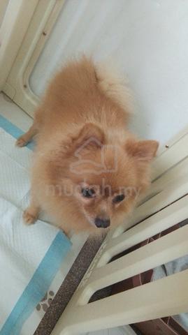 Pomeranian for sale - photo 3 of 6