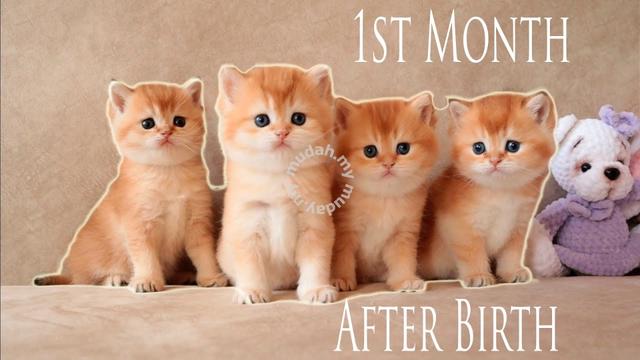 Rehome Best Quality Birtish Short hair BSH gold - Pets for sale in