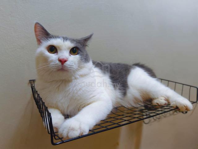 Kucing Besar - photo 6 of 6