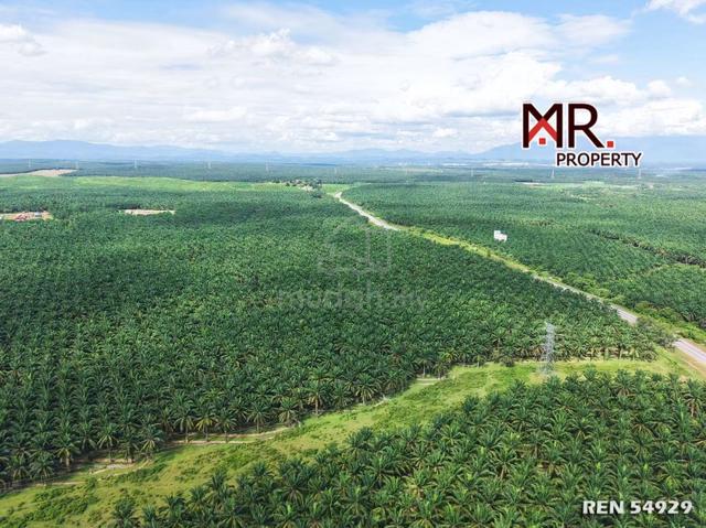 STRATEGIC AREA Oil Palm Farm Sidam Kiri FOR SALE 1