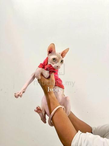 Carousel Image Selected