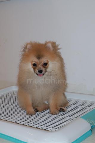 Carousel Image Selected