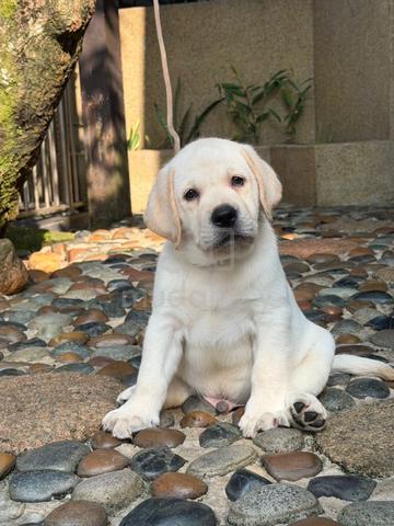 Labrador Puppy (Champion & Imported lineage) - photo 2 of 3