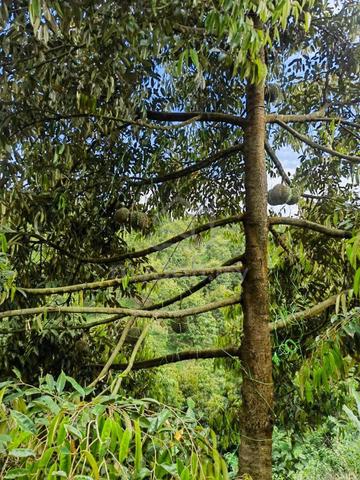 Nice 5 acres durian farm in jelebu titi for sale 2
