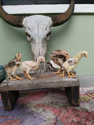 Carousel Image