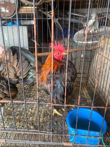 ayam serama gred show & ayam batik - photo 3 of 3