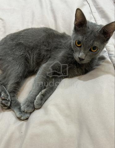 bsh (7 month old ) - photo 2 of 3