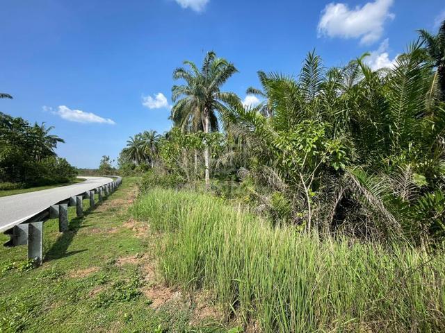 Kedah Teloi Kiri Agricultural Freehold Land For Sale 1