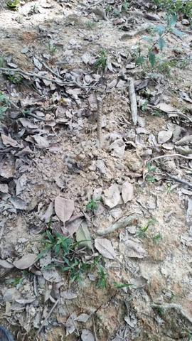 UNTUK DIJUAL Tanah Lot Pertanian Area Juasseh Kuala Pilah NS 1