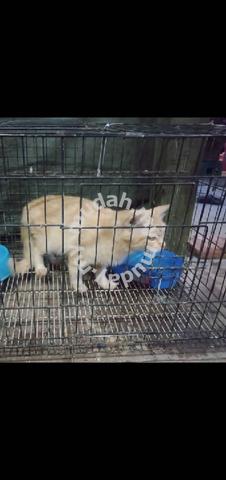 kucing untuk dijual johor