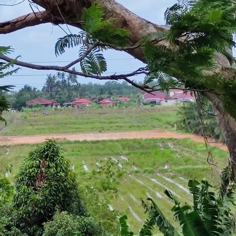Tanah sawah padi di untuk dijual - lokasi strategik dan harga murah. 4