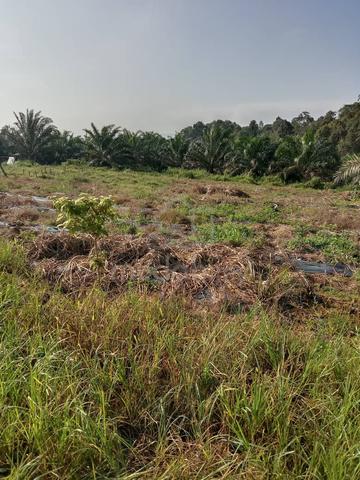 Tanah Pertanian untuk disewa 1
