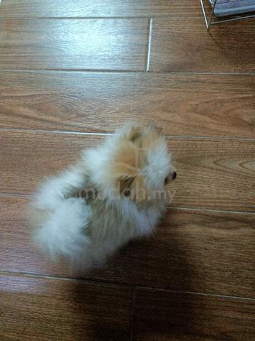 Pomeranian  - photo 3 of 6