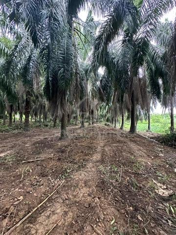 Agricultural Land for Sale @ Kampung Paloh Hinai,Pekan,Pahang 1