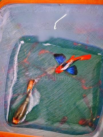 Carousel Image