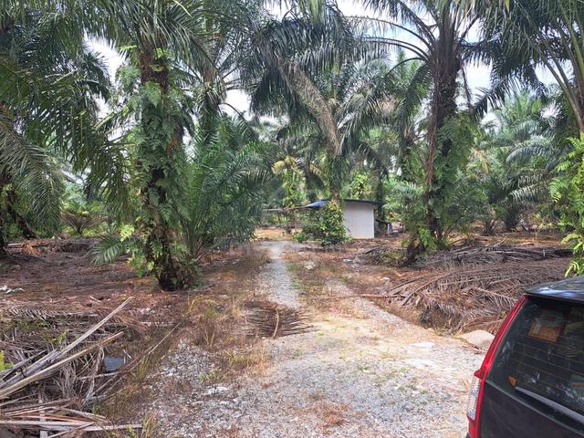 3 Ekar Tanah Kelapa Sawit Kg Sri Gambut Pontian Johor 1