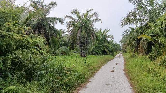 SAWIT 🌳[4 Ekar] Sungai Lanchang, Rungkup Bagan Datuk 1