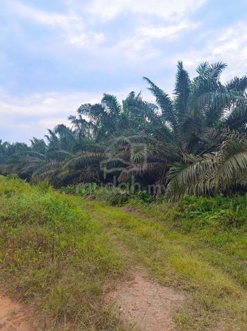 Ladang Kelapa Sawit 965 Ekar Paloh Kluang Johor 1