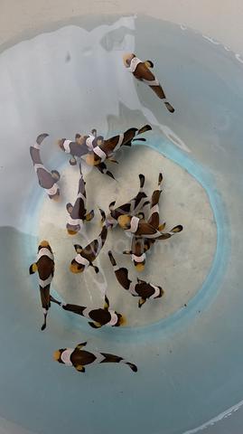 Carousel Image