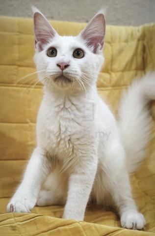 Carousel Image Selected