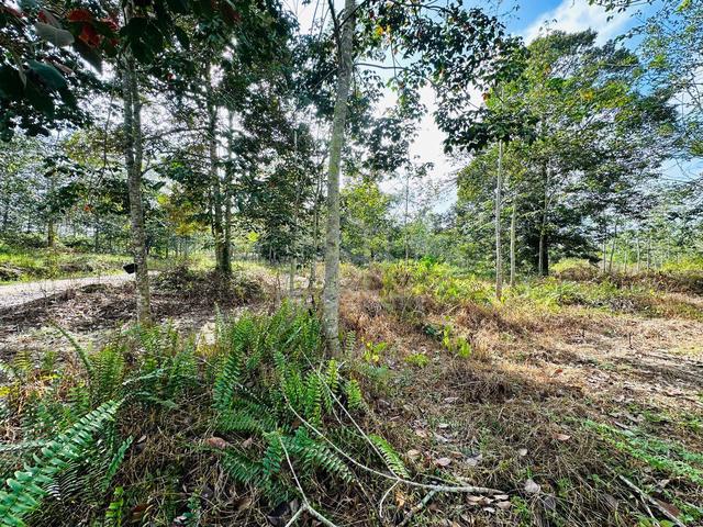 TANAH KEBUN 4.2 EKAR TANAM DURIAN DAN POKOK BUAH / Nyalas jasin Melaka 2