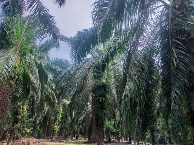 Matang Taiping Oil Palm Land 1
