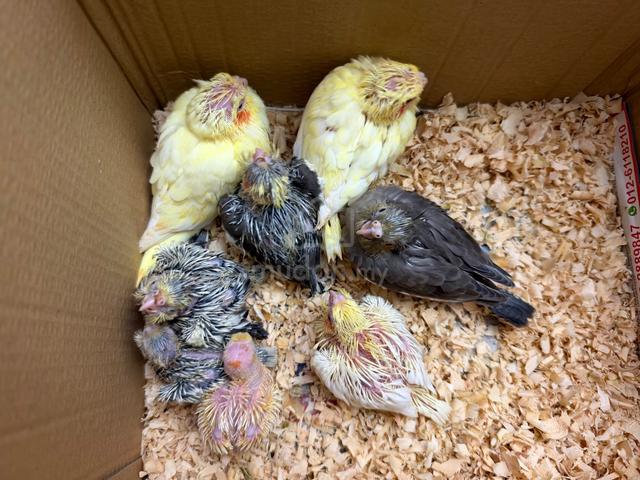 Cockatiel jinak - photo 6 of 6