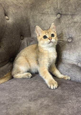 Carousel Image