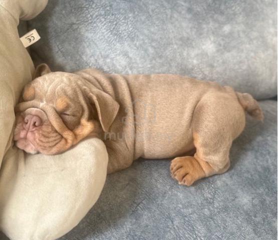 English bulldog puppy pet dog boy male E621 - Pets for sale