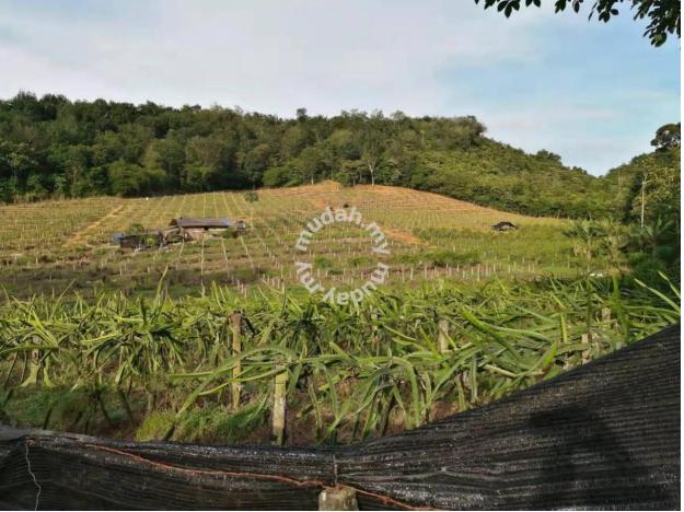 6 Arces Nilai Pajam Agricultural Land Batang Benar Negeri Sembilan 2